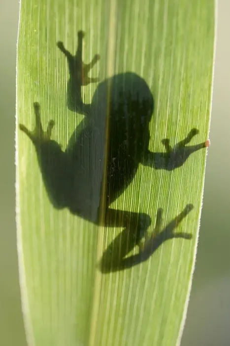 Framed Print : Tree Frog. WAT-8878. TREEFROG - silhouette through leaf