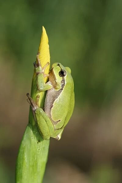 Tree Frog. WAT-8884. TREEFROG - on Iris. Alsace, France