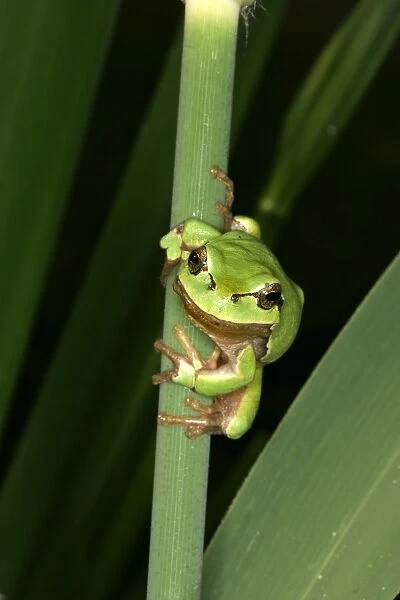 Tree Frog - on stem
