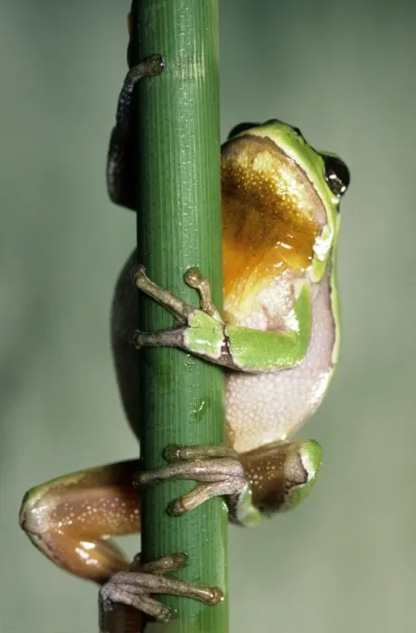 Framed Print : Tree Frog. ME-112. TREE FROG - HUGGING BRANCH Framed Print : Tree Frog. ME-112. TREE FROG - HUGGING BRANCH