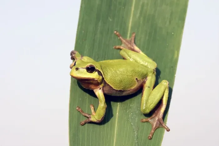 Framed Print : Tree Frog - on leaf. Alsace France Framed Print : Tree Frog - on leaf. Alsace France