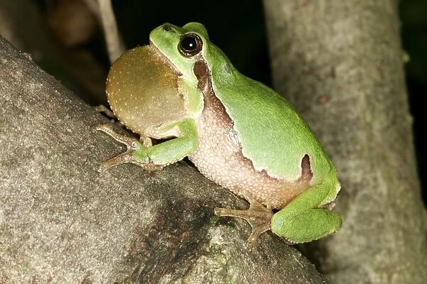 Tree Frog - Male, with throat inflated, croaking