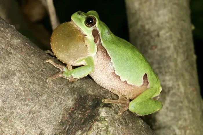 Framed Print : Tree Frog - Male, with throat inflated, croaking Framed Print : Tree Frog - Male, with throat inflated, croaking