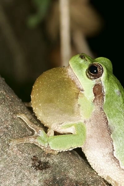 Tree Frog - Male with throat inflated croaking