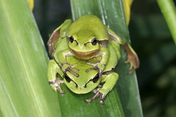Tree Frog - pair mating, male on top France