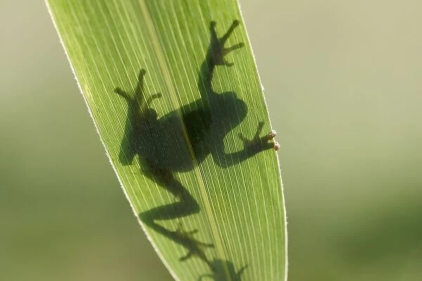 Tree Frog - silhouette through leaf France