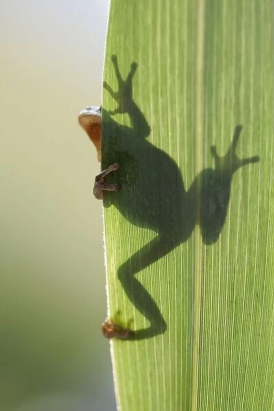 Tree Frog - silhouette through leaf. France