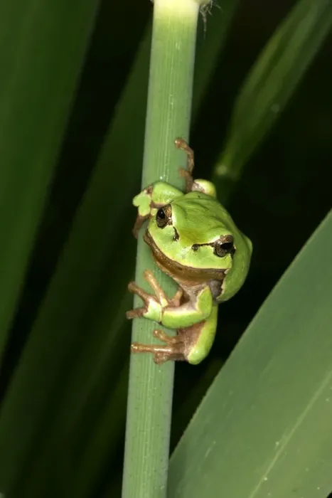 Framed Print : Tree Frog - on stem Framed Print : Tree Frog - on stem