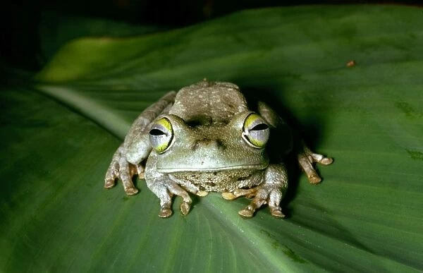 Tree Frog - Venezuela - Santa Elena de Varen
