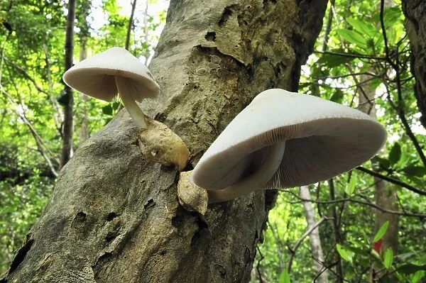 Tree fungi - Ankarana National Park - Northern Madagascar