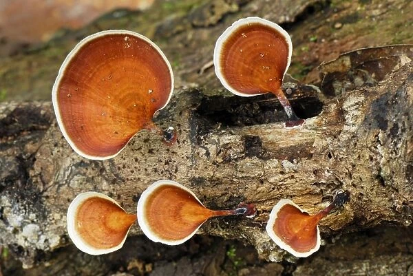 Tree Fungus - Danum Valley Conservation Area - Sabah - Borneo - Malaysia