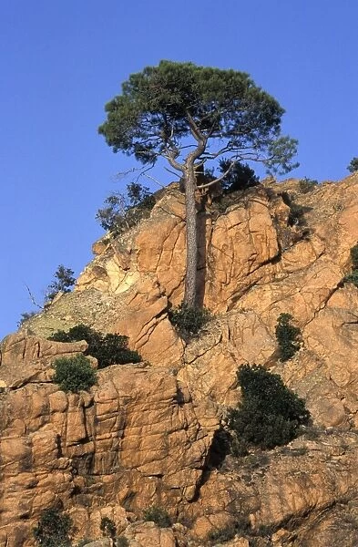 Tree growing out from rocky formation on mountain-side - Piana Calanches - Corsica