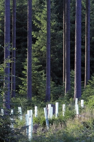 Tree Guards - against deer damage, placed around planted trees in forest glade - Hessen - Germany