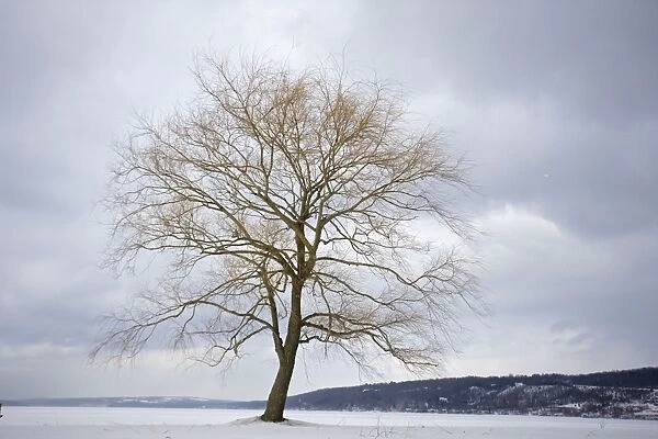 Tree on lake in winter - lake frozen and snow covered - New York - USA