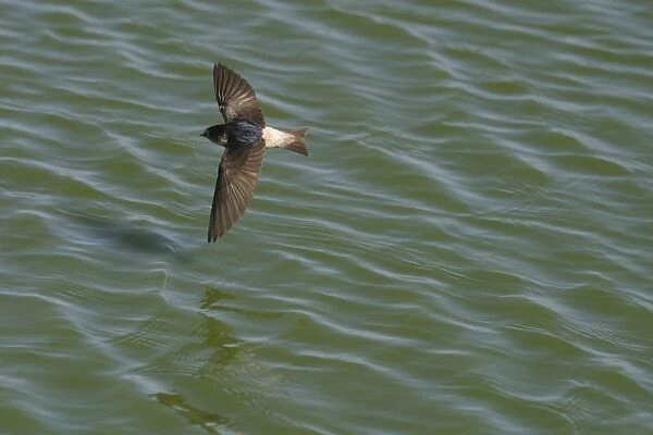 Tree Martin In flight hawking insects Alice Springs sewage ponds. Northern Territory, Australia
