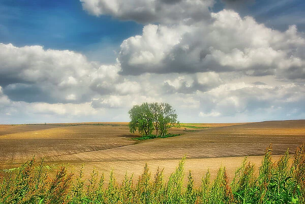 Tree in the middle of a plowed field Date: 26-01-2014
