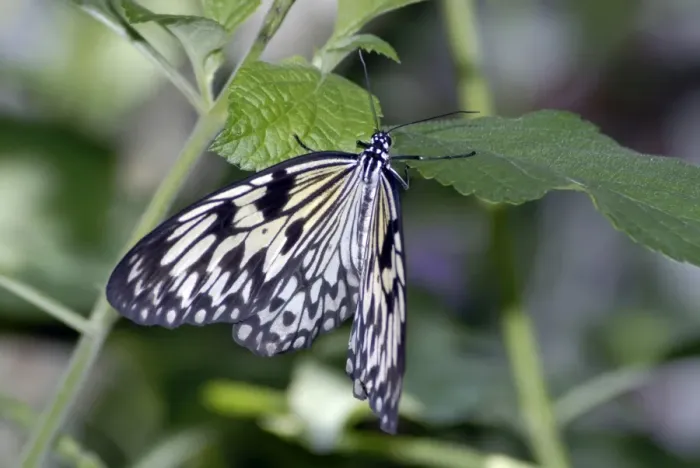 Framed Print : Tree Nymph Butterfly. Distasteful. Inhabits wet ropical forests and mangroves. Occurs in Philippines