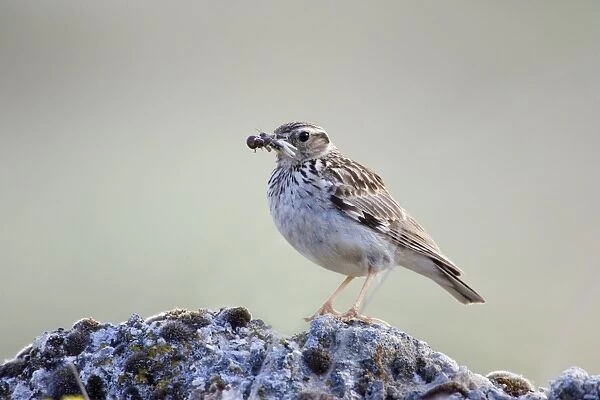 Tree Pipit-Adult bird carrying a beak full of insects to its nestlings-Spain