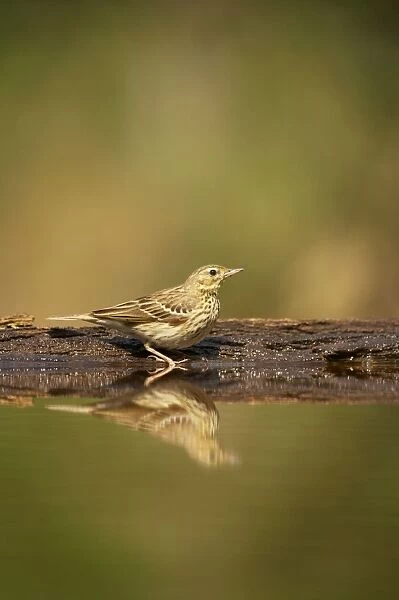 Tree Pipit - At forest pool Anthus trivialis Hungary BI016527