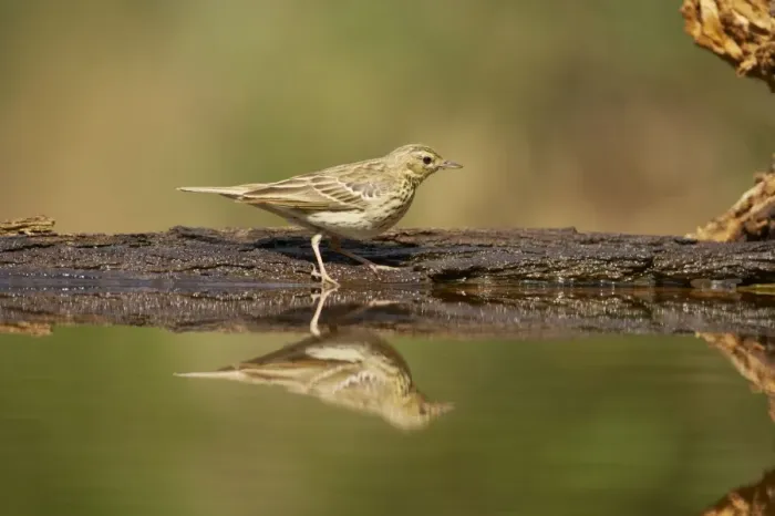 Framed Print : Tree Pipit - At forest pool Anthus trivialis Hungary BI016524 Framed Print : Tree Pipit - At forest pool Anthus trivialis Hungary BI016524