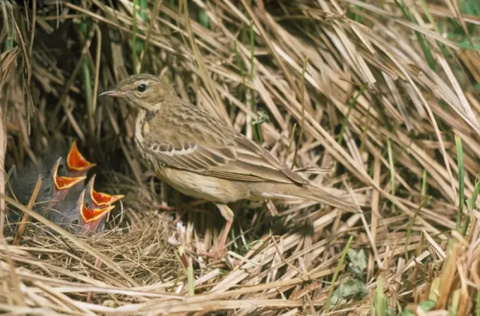 Framed Print : Tree Pipit - at nest with young Framed Print : Tree Pipit - at nest with young