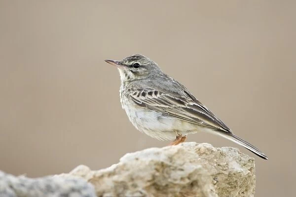 Tree Pipit-Perched on a stone-Spain