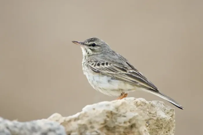 Framed Print : Tree Pipit-Perched on a stone-Spain Framed Print : Tree Pipit-Perched on a stone-Spain