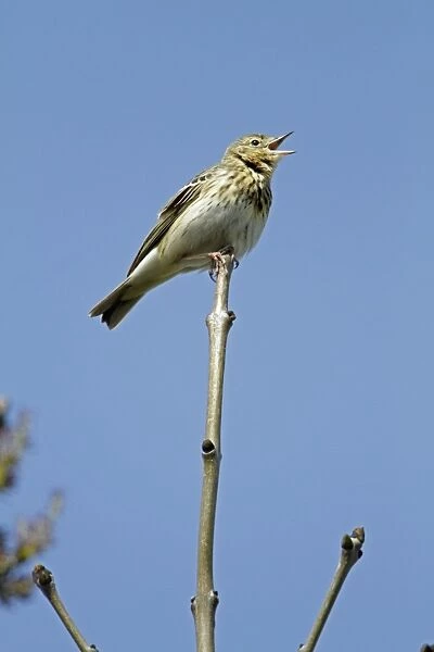 Tree Pipit - singing from tree tip - Lower Saxony - Germany