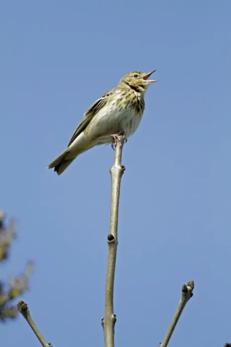 Framed Print : Tree Pipit - singing from tree tip - Lower Saxony - Germany Framed Print : Tree Pipit - singing from tree tip - Lower Saxony - Germany