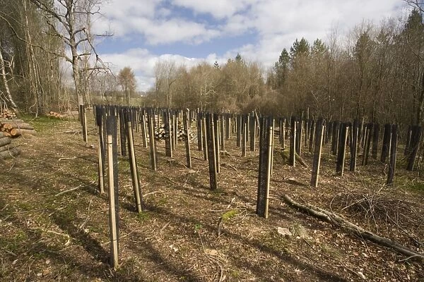 Tree-planting using protective sleeves (tuley tubes), south Wiltshire