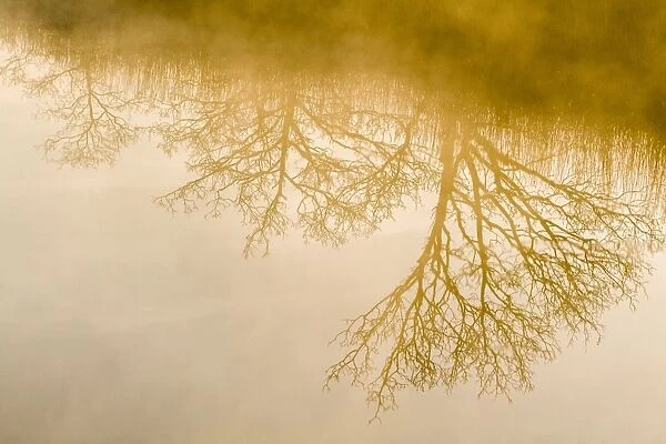 Tree Reflections at Sunrise. Hickling Broad, Norfolk, UK