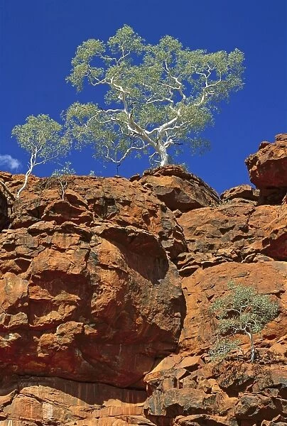 Tree on rocks - Durba Hills Little Sandy Desert, Western Australia JLR03039