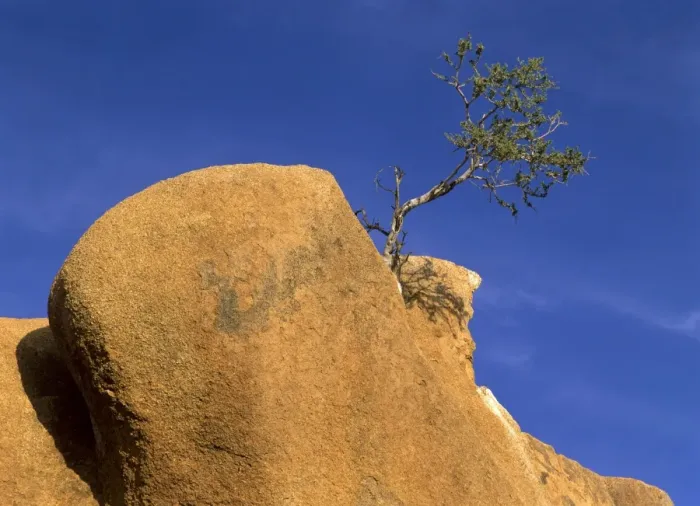 Framed Print : Tree and rocks small tree growing precariously between rocks of red granite Spitzkoppe region, Namibia, Africa Framed Print : Tree and rocks small tree growing precariously between rocks of red granite Spitzkoppe region, Namibia, Africa
