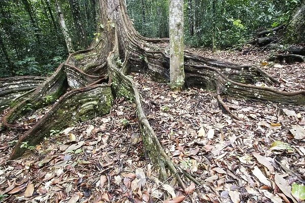 Tree - showing buttress roots. Venezuela