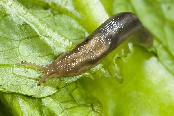 Tree slug Sometimes known as ‘slimy slug due to copious quantities of mucus secreted Common in gardens (not always in trees!) (formerly known as Limax marginatus)