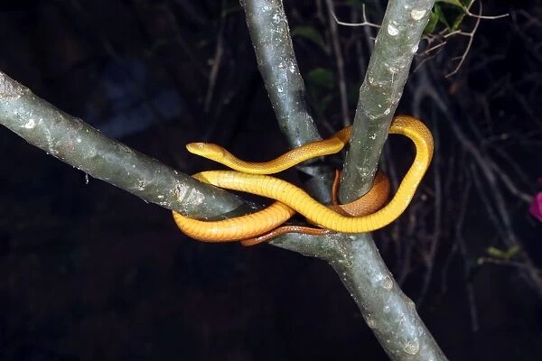 Tree Snake - female Mayotte, Indian Ocean