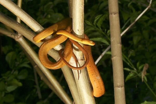 Tree Snake - female Mayotte Island, Indian Ocean