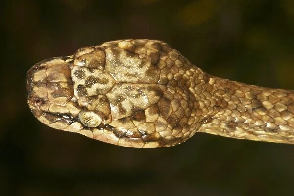 Tree Snake - male Mayotte Island, Indain Ocean