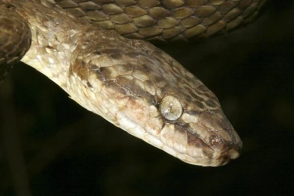 Tree Snake - male Mayotte Island, Indian Ocean