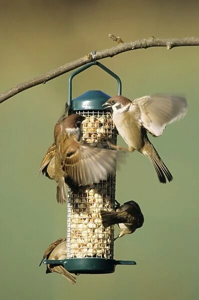 Tree Sparow - arrgresive adults squabbling at feeding station
