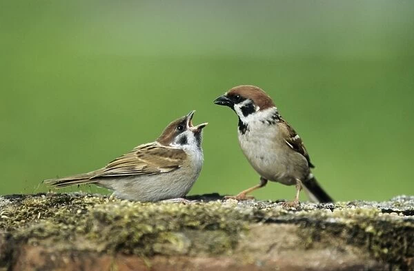 Tree Sparrow - adult feeding fledgling