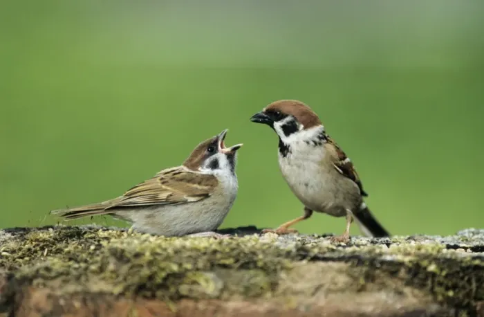 Framed Print : Tree Sparrow - adult feeding fledgling Framed Print : Tree Sparrow - adult feeding fledgling