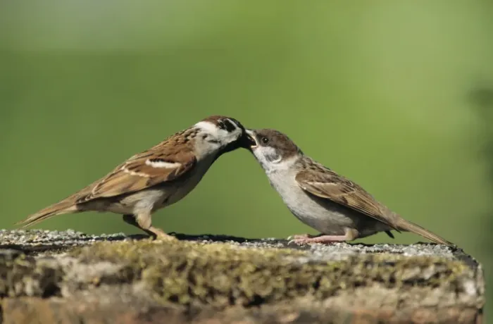 Framed Print : Tree Sparrow - adult feeding fledling Framed Print : Tree Sparrow - adult feeding fledling