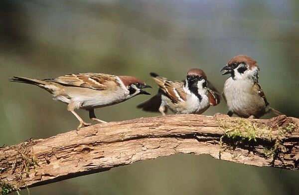 Tree Sparrow aggresive adults squabbling over food