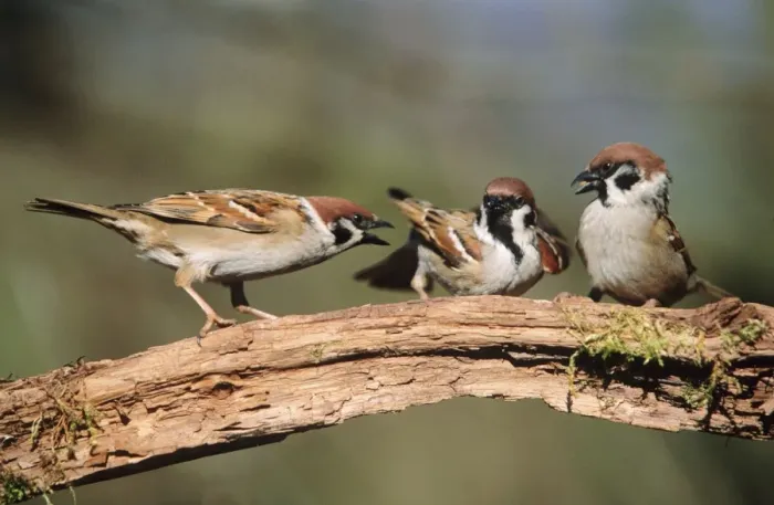 Framed Print : Tree Sparrow aggresive adults squabbling over food Framed Print : Tree Sparrow aggresive adults squabbling over food