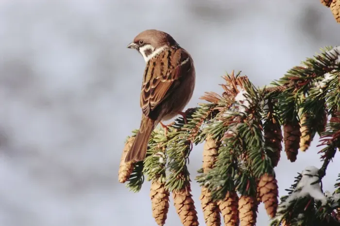 Framed Print : Tree Sparrow AL 2029 Passer montanus © Ake Lindau / ardea. com Framed Print : Tree Sparrow AL 2029 Passer montanus © Ake Lindau / ardea. com