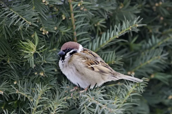 Framed Print : Tree Sparrow. Alsace - France Framed Print : Tree Sparrow. Alsace - France