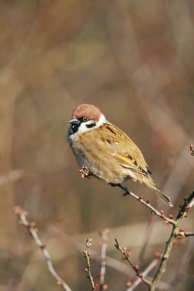 Tree Sparrow CK 3140 Passer montanus © Chris Knights  /  ARDEA LONDON