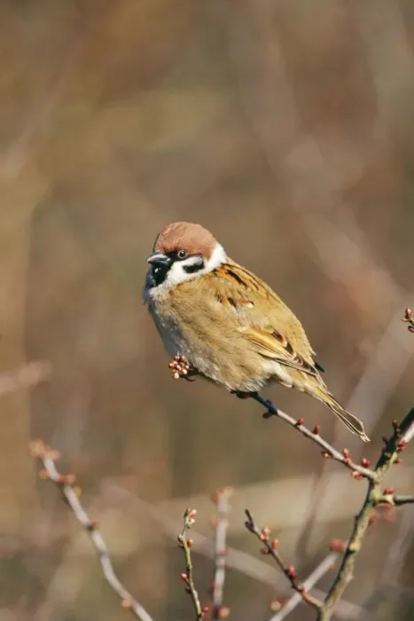 Framed Print : Tree Sparrow CK 3140 Passer montanus © Chris Knights / ARDEA LONDON Framed Print : Tree Sparrow CK 3140 Passer montanus © Chris Knights / ARDEA LONDON