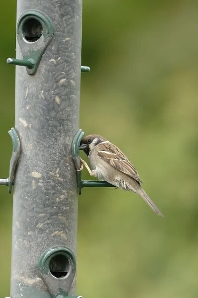 Tree sparrow feeding from bird feeder